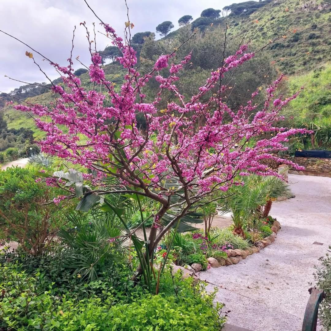 Villetta Blu Rio dellʼElba 외부 사진